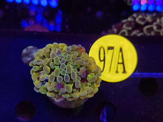 Green Rainbow Hammer Coral, WYSIWYG!