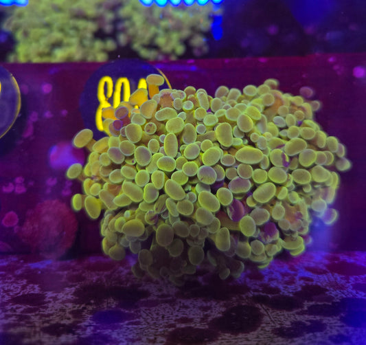Green Rainbow Hammer Coral WYSIWYG!