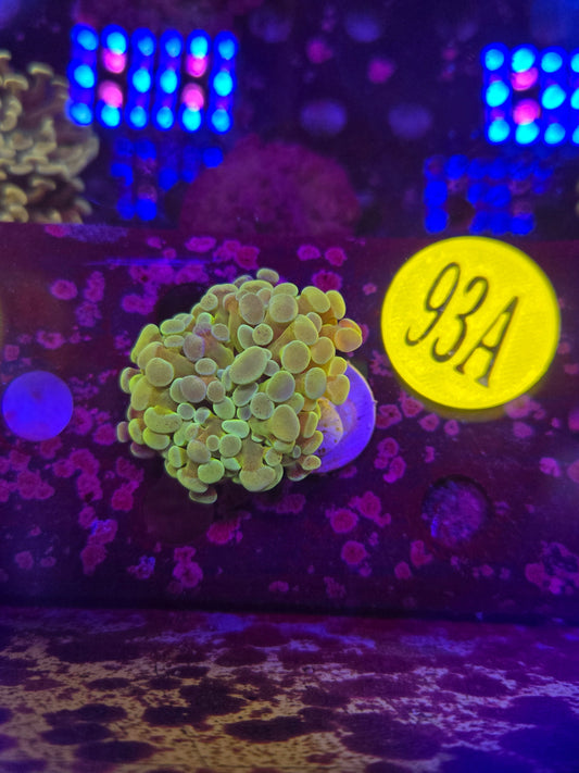 Green Rainbow Hammer Coral WYSIWYG!