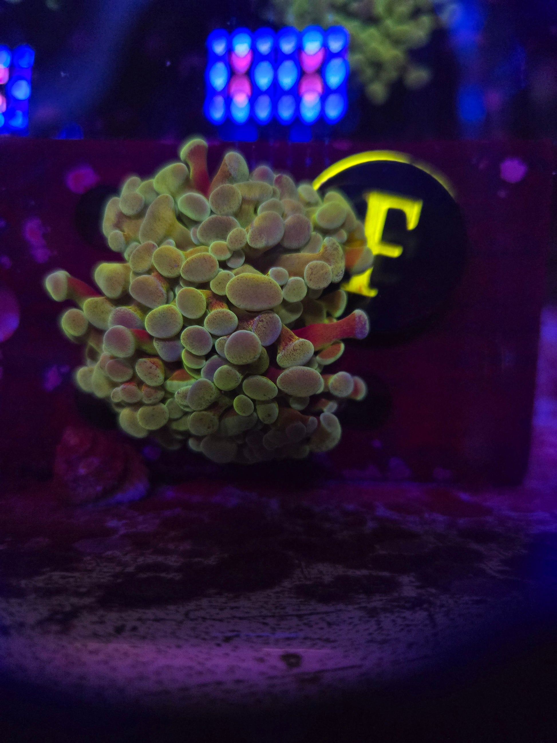 Green Rainbow Hammer Coral WYSIWYG!