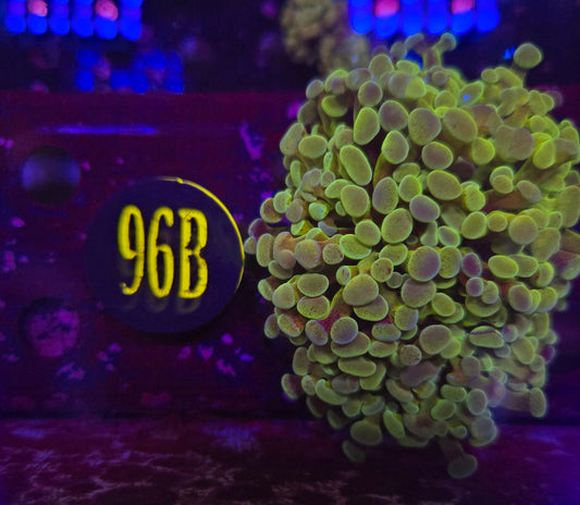Green Rainbow Hammer Coral WYSIWYG