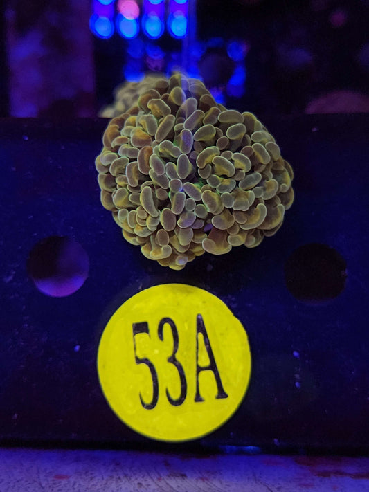 Green Rainbow Hammer Coral, WYSIWYG!
