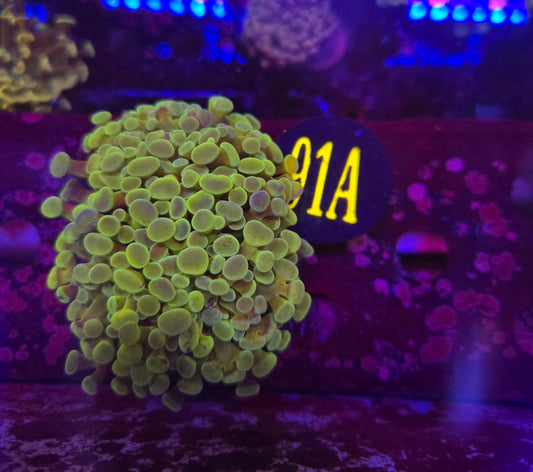 Green Rainbow Hammer Coral WYSIWYG!