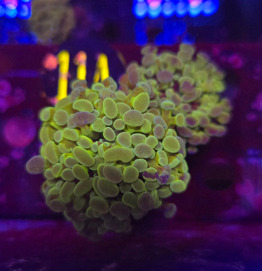 Green Rainbow Hammer Coral WYSIWYG!