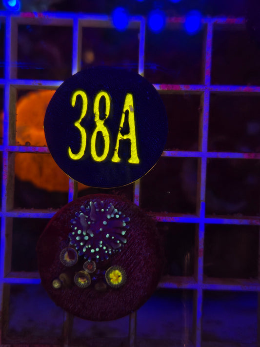 Hairy Mushroom/Zoa Combo Frag WYSIWYG!