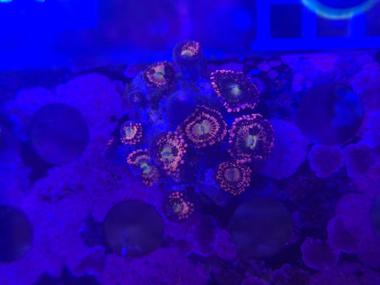 Halle Berry Zoanthid Frag WYSIWYG!