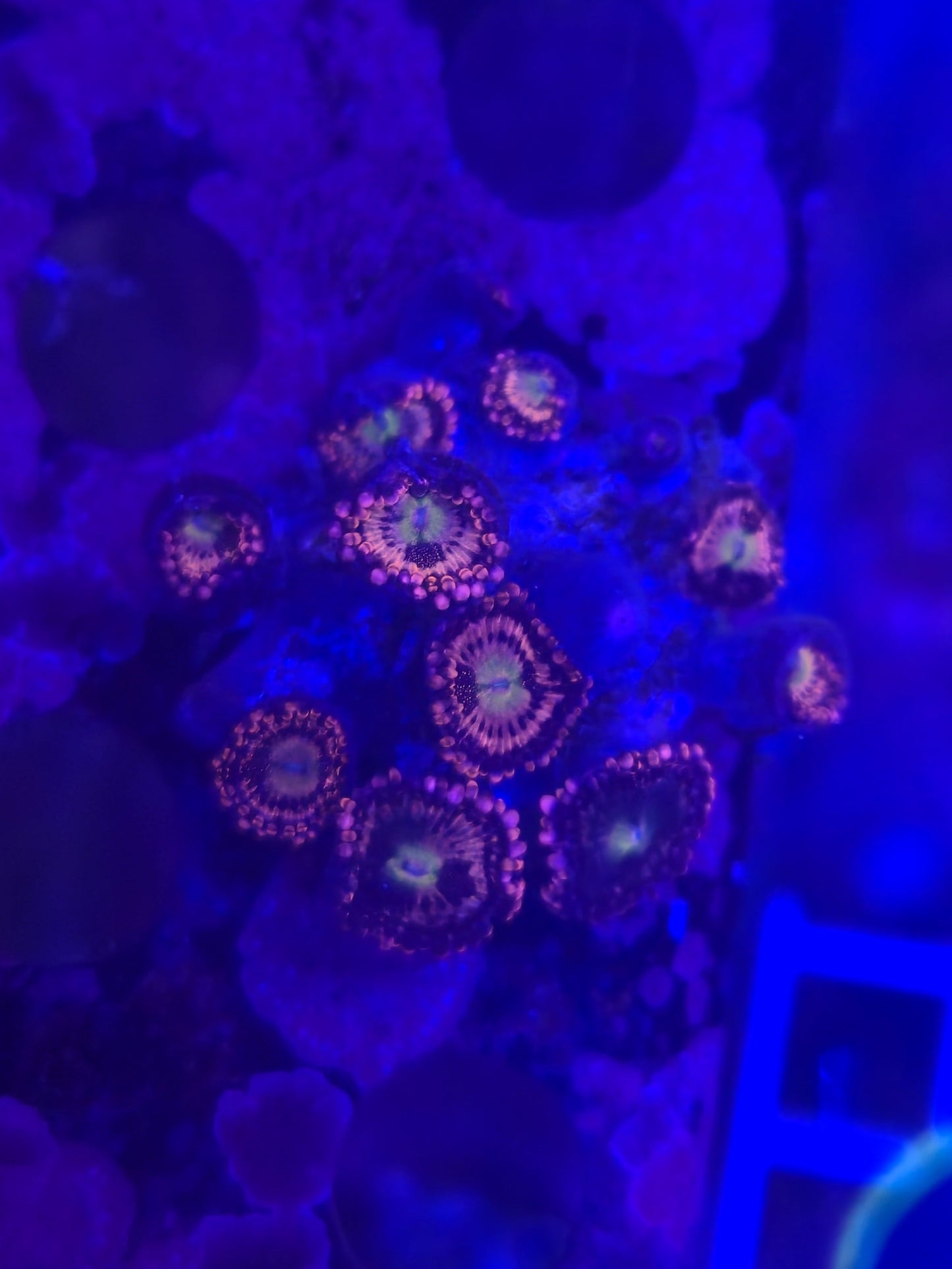 Halle Berry Zoanthid Frag WYSIWYG!