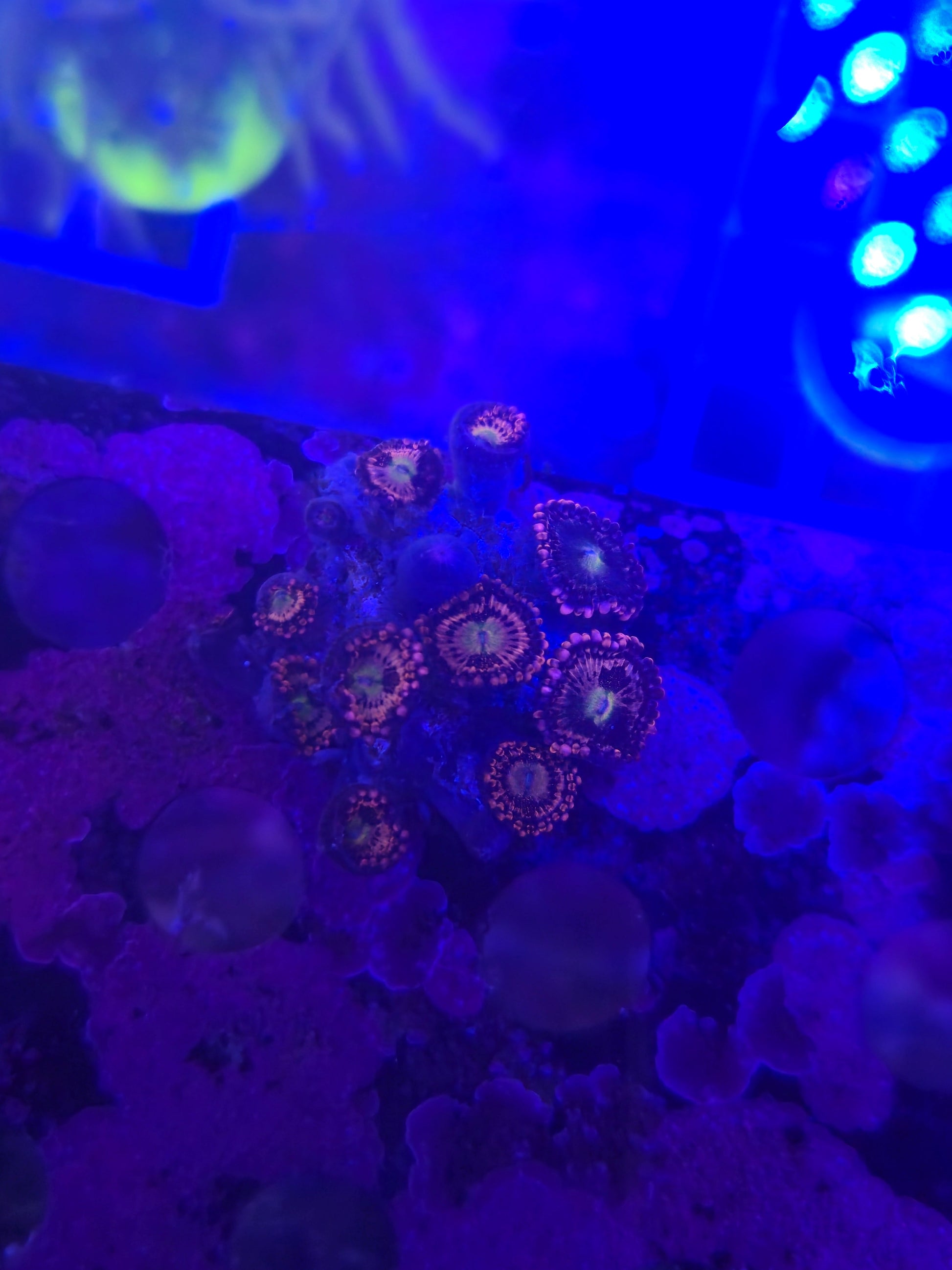 Halle Berry Zoanthid Frag WYSIWYG!