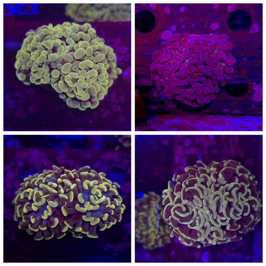 Hammer Coral Package WYSIWYG!