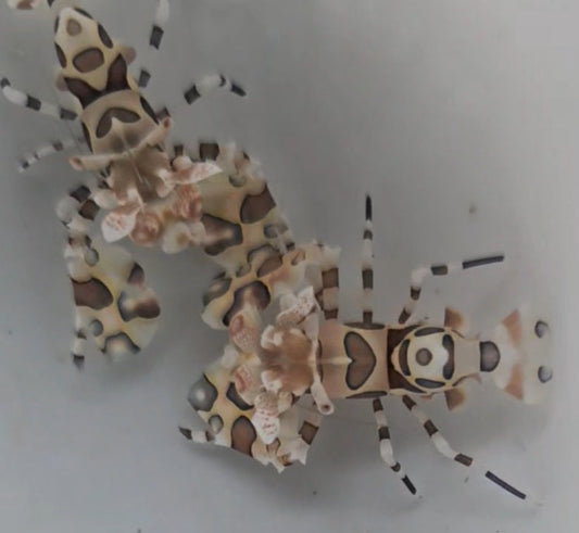 Harlequin Shrimp