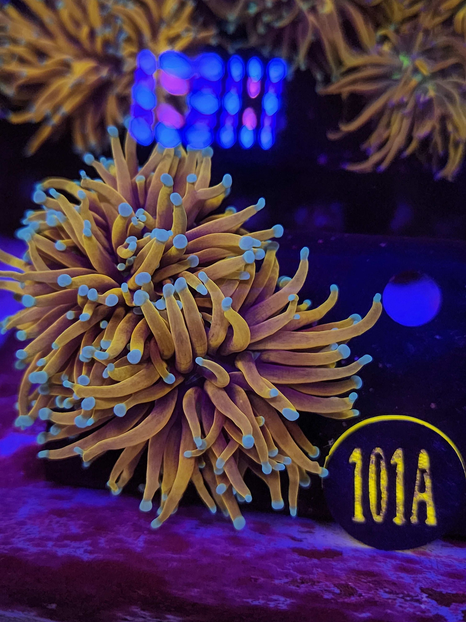 Jester Torch Coral, WYSIWYG!