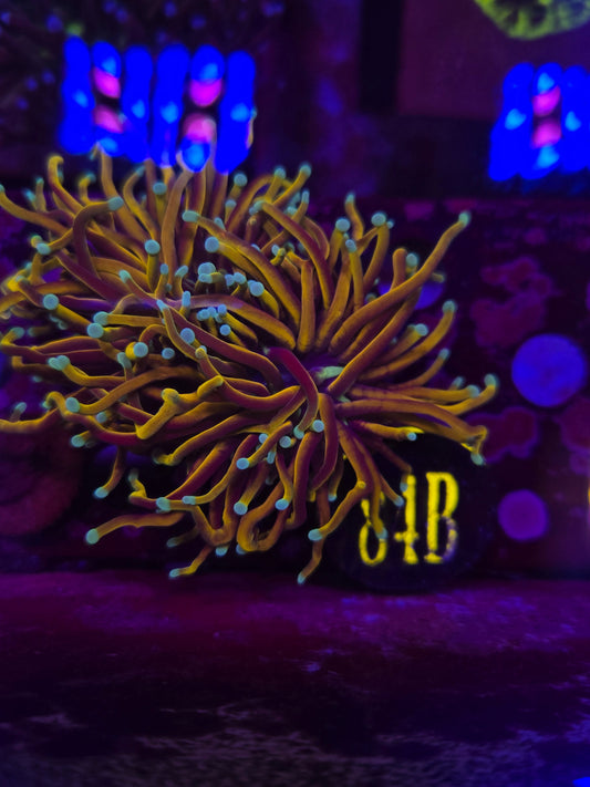 Hellfire Torch Coral WYSIWYG!
