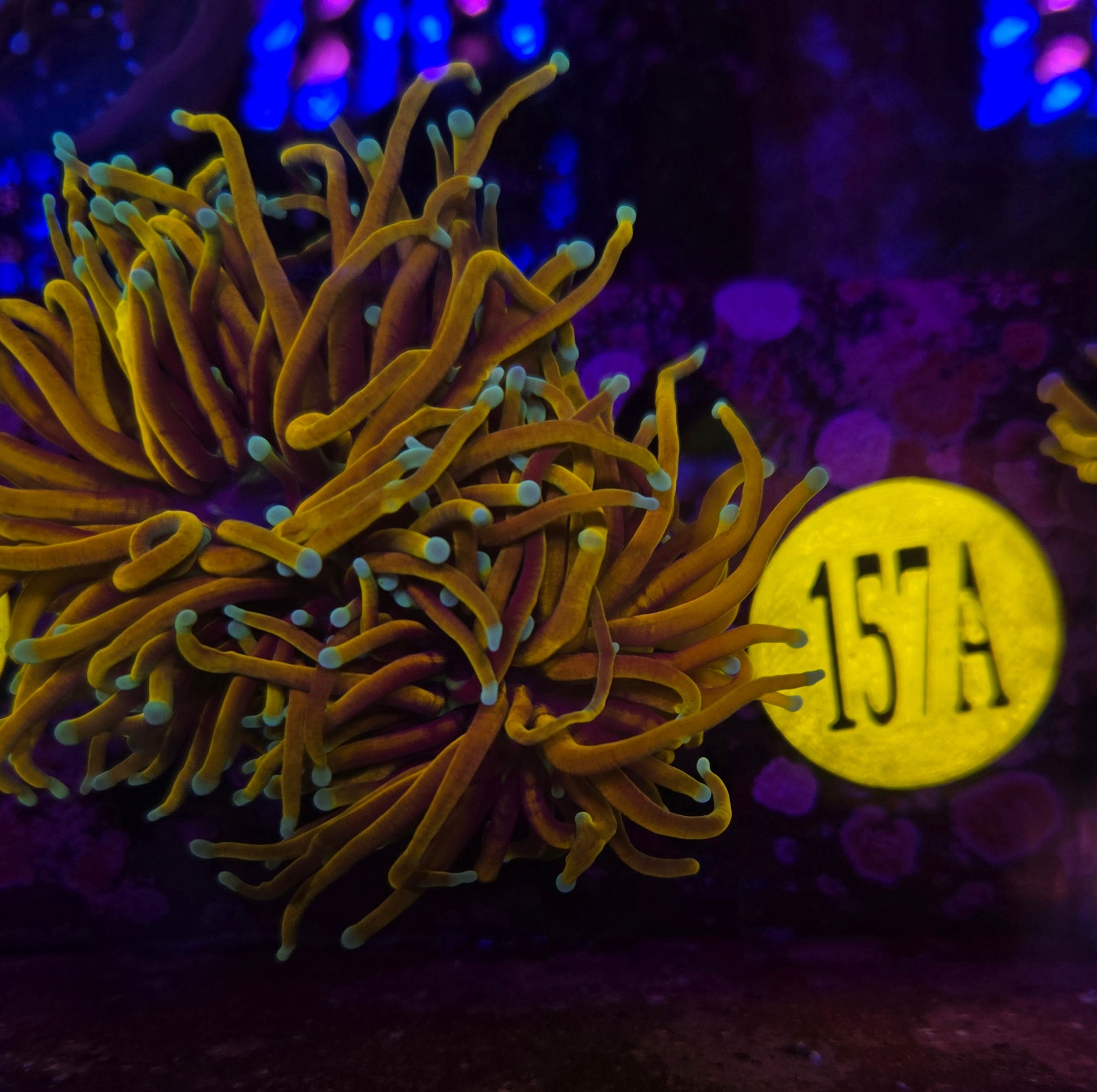 Hellfire Torch Coral WYSIWYG!