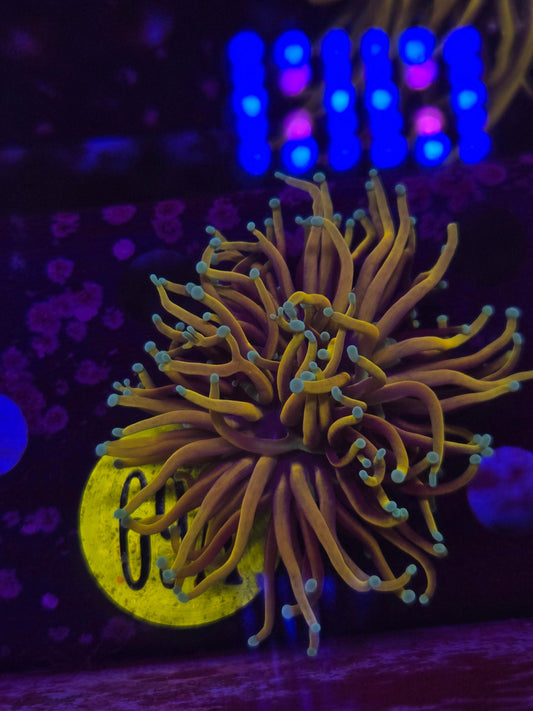 Hellfire Torch Coral WYSIWYG!