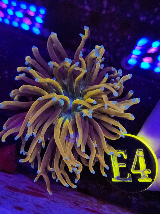 Hellfire Torch Coral WYSIWYG!