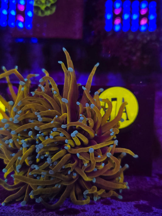 Hellfire Torch Coral WYSIWYG!
