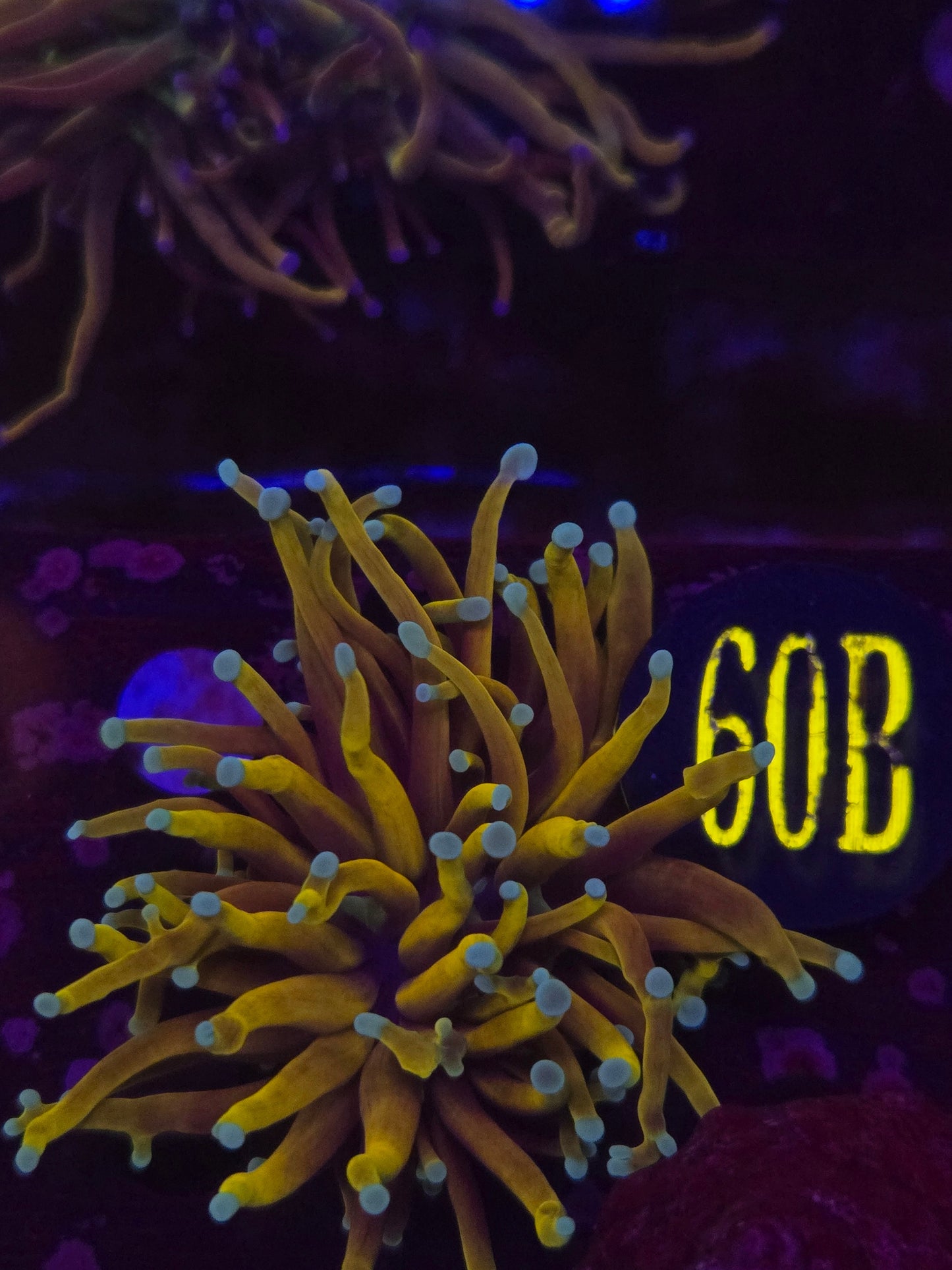 Hellfire Torch Coral WYSIWYG!
