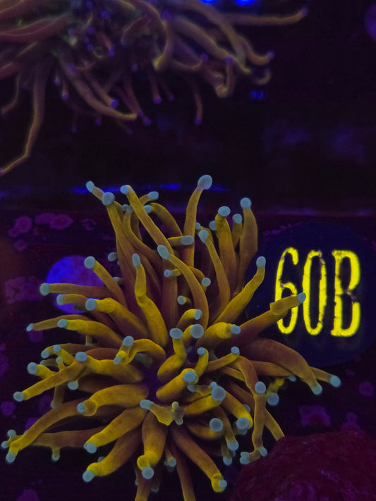 Hellfire Torch Coral WYSIWYG!