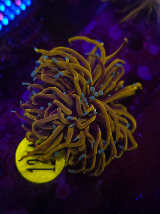Hellfire Torch Frag WYSIWYG!