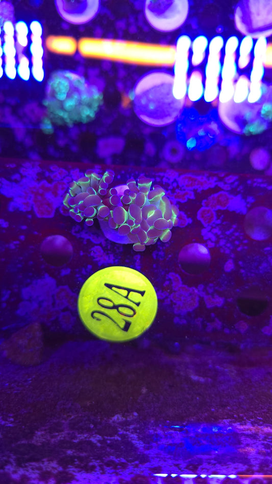Hologram Hammer Coral WYSIWYG!