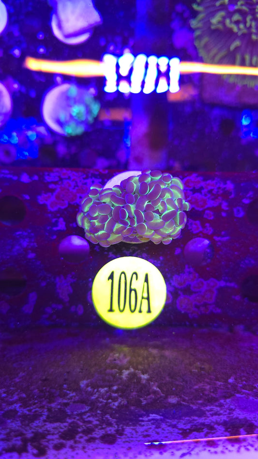 Hologram Hammer Coral WYSIWYG!