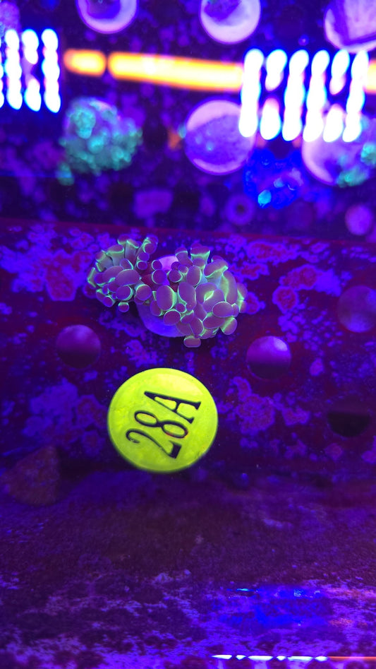 Hologram Hammer Coral WYSIWYG!