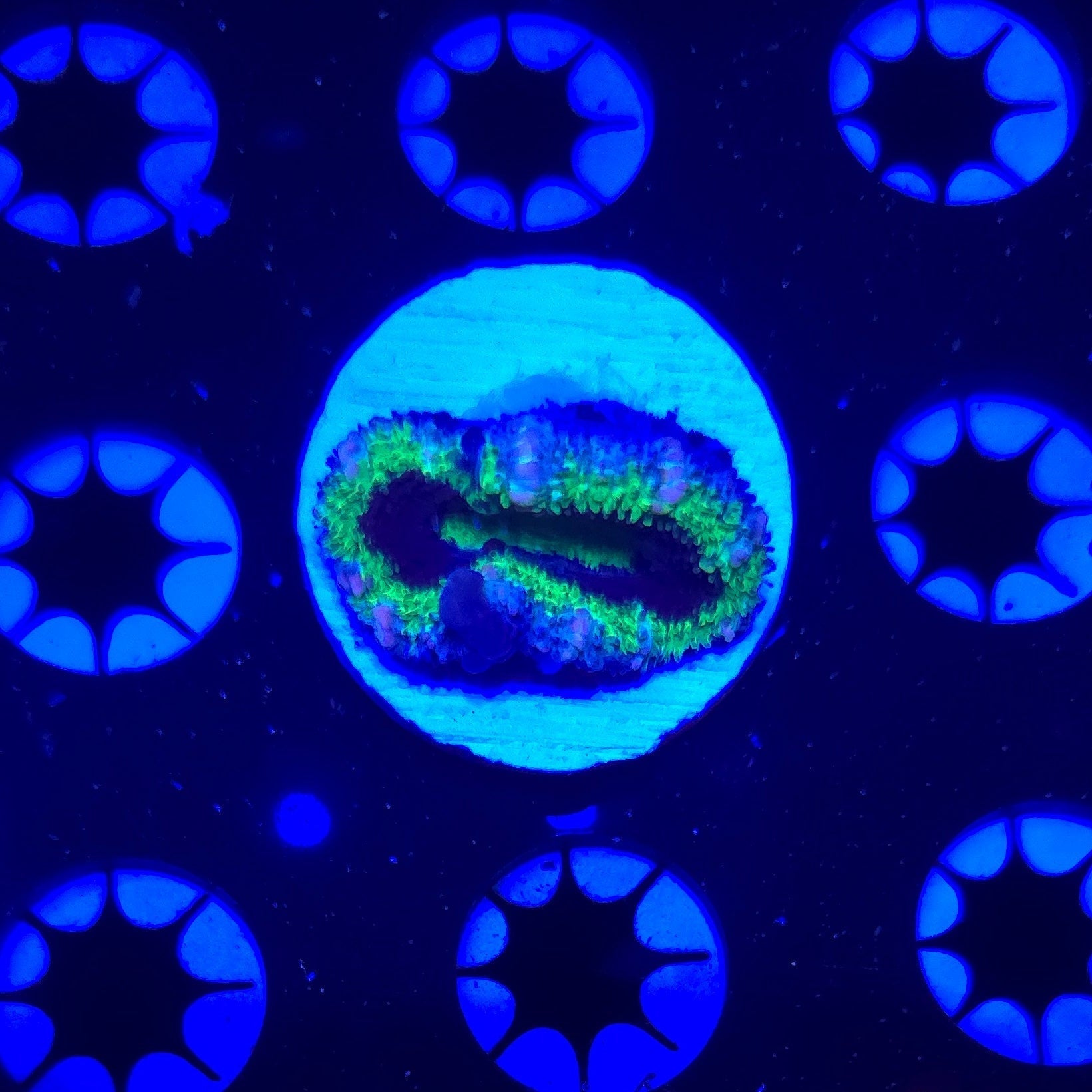Hulk Bounce Acan Frag WYSIWYG 3W