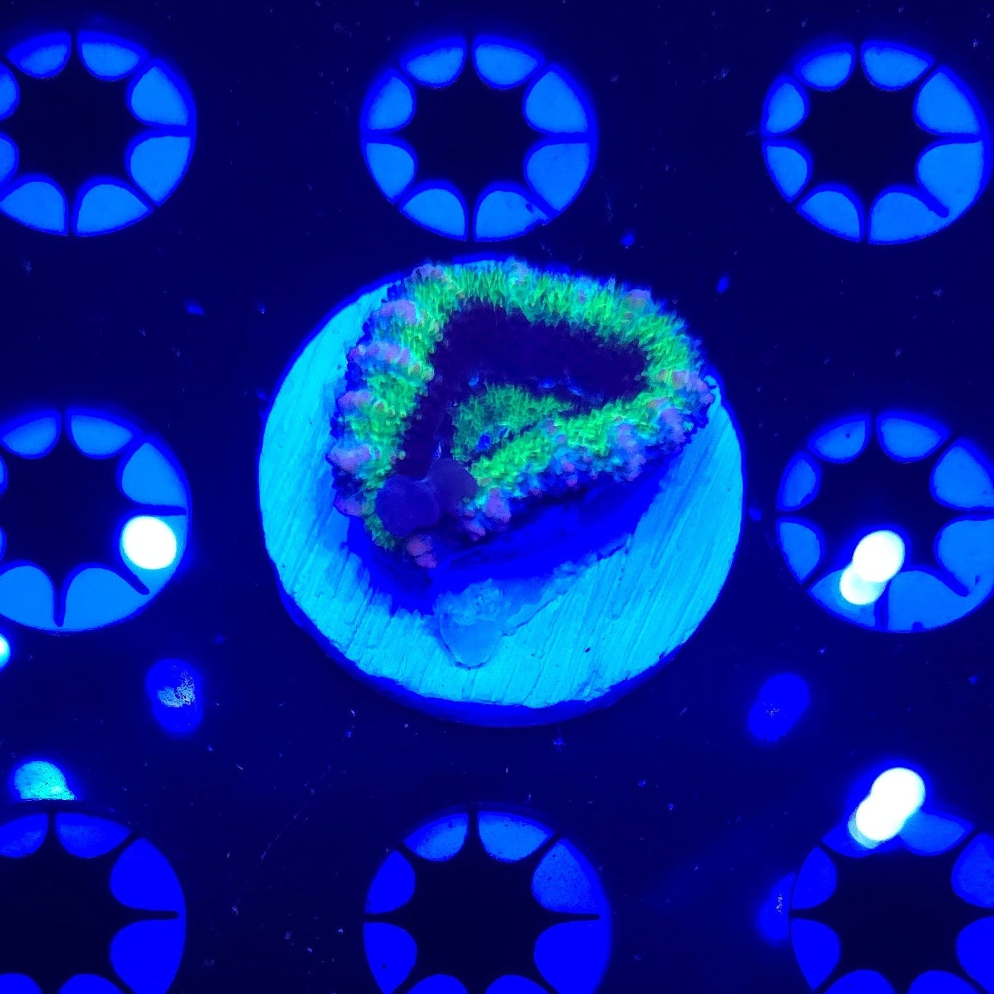 Hulk Bounce Acan Frag WYSIWYG