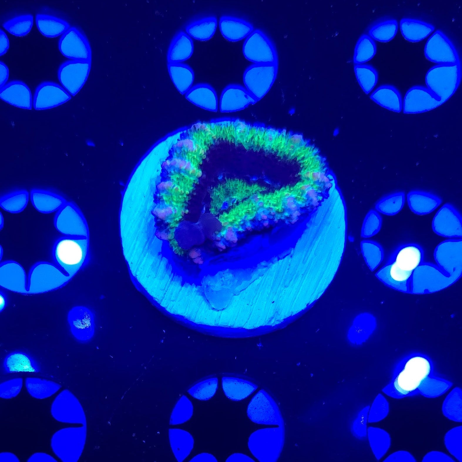Hulk Bounce Acan Frag WYSIWYG