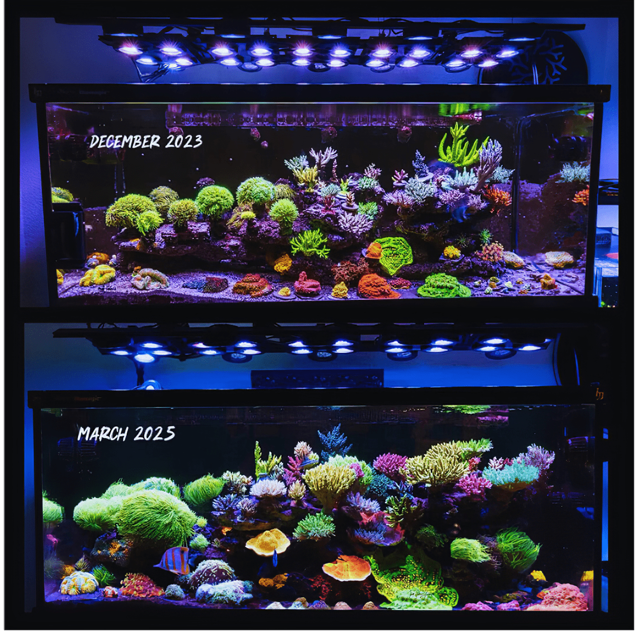 Illumagic X4 - Reefer Pro - AQUARIUM LIGHTING