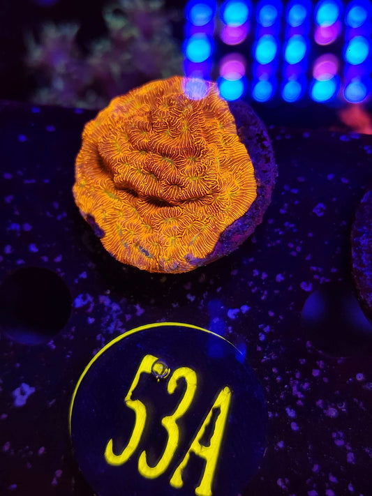 Jack-O-Lantern Lepto, WYSIWYG!