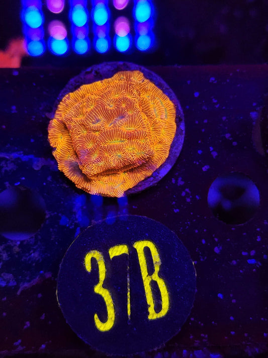 Jack-O-Lantern Lepto, WYSIWYG!