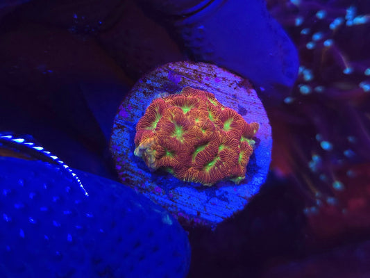 Jackolatern Leptoseris WYSIWYG