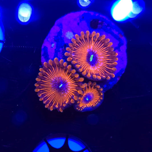Jason Fox Crazy Lady Zoa Frag WYSIWYG