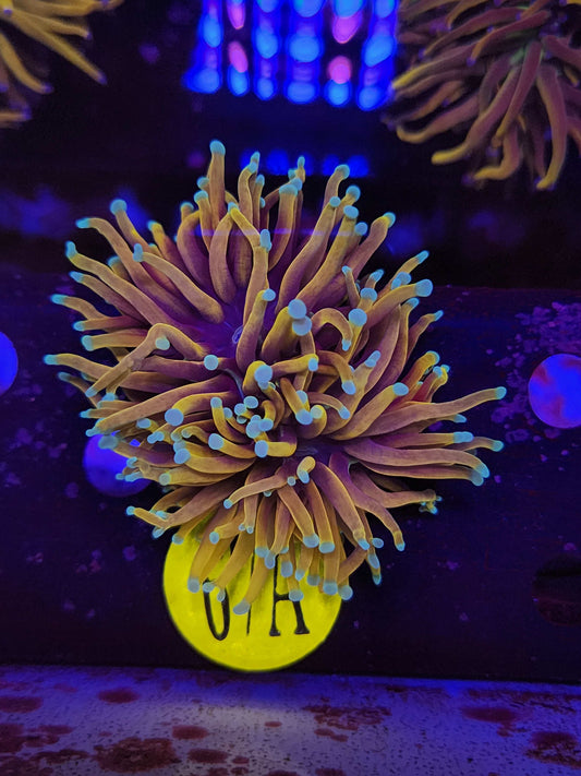 Jester Torch Coral, WYSIWYG!