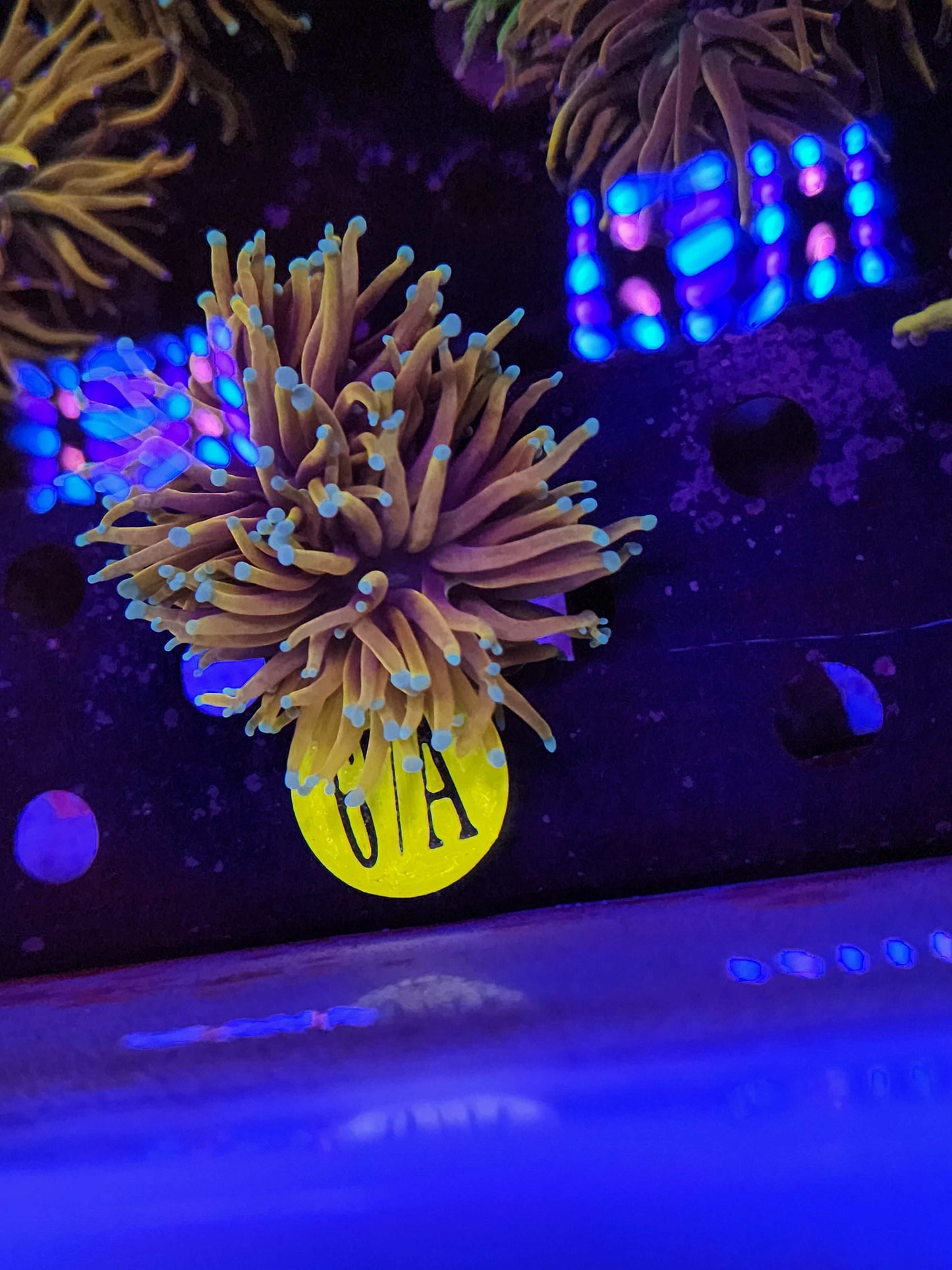 Jester Torch Coral, WYSIWYG!