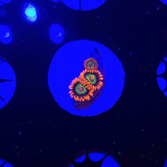 JF Vegas Strip Zoa Frag WYSIWYG