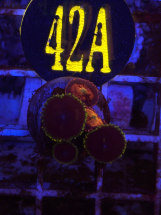 Joker Combo Zoanthid Frag WYSIWYG!