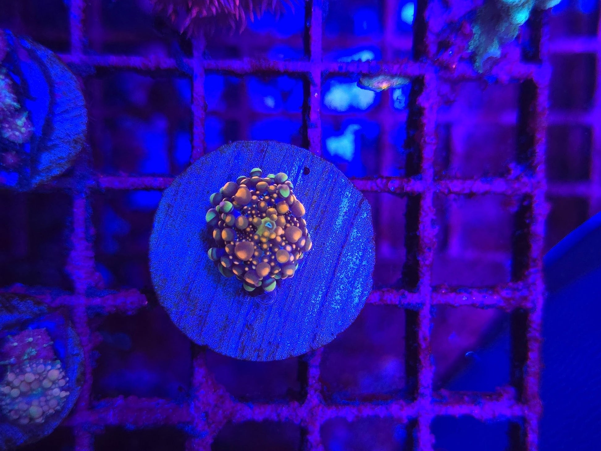 King Kong Bounce Mushroom Coral WYSIWYG
