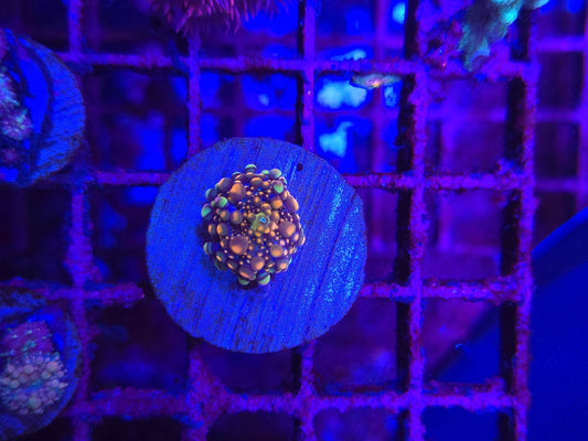 King Kong Bounce Mushroom Coral WYSIWYG