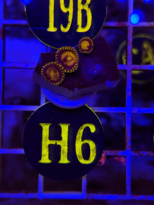 King Midas Morph Zoanthid Frag, WYSIWYG!