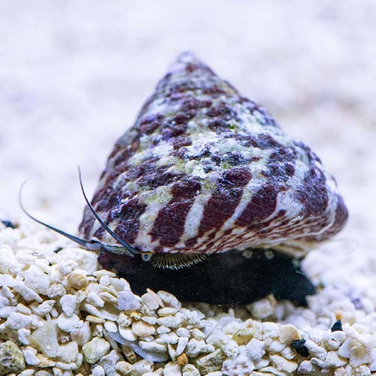 Black Foot Tiger Trochus snails