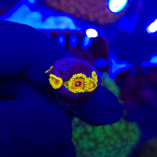 Lazy Lashes Zoa Frag WYSIWYG