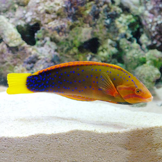 Red Coris Wrasse