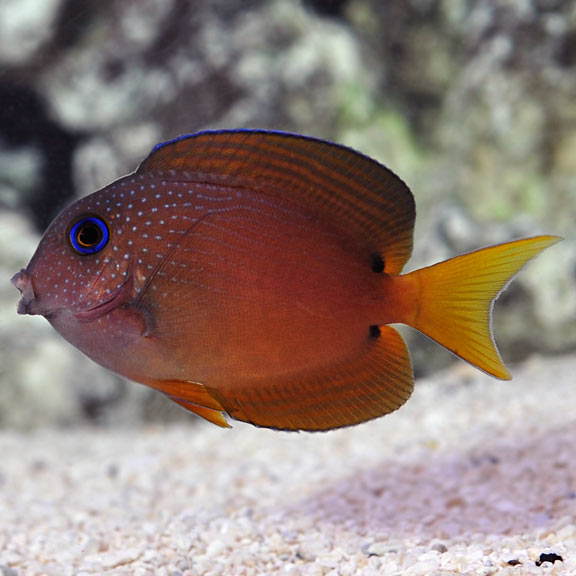 Two Spot Bristletooth Tang, Blue Eye