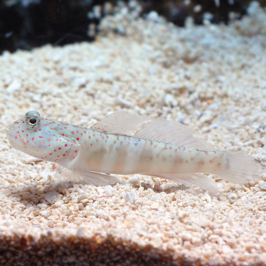 Watchman Goby (Pink/Blue Spot)