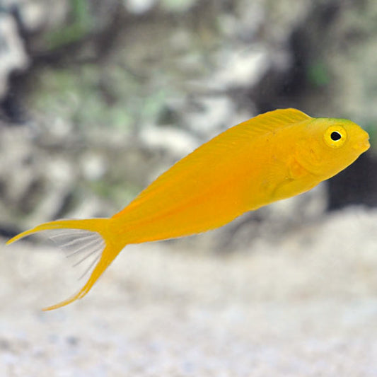 Canary Blenny