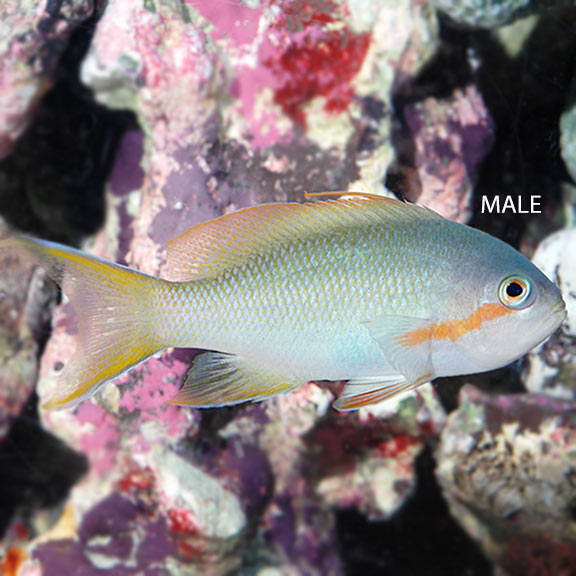 Green Male Huchtii Anthias