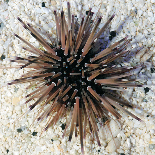 Shortspine Urchin