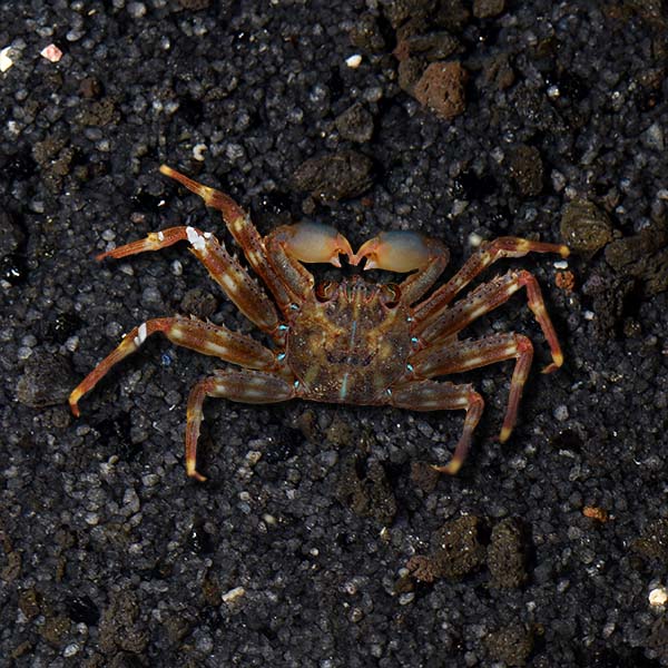 Sally Lightfoot Crabs